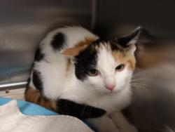 Shelter Stray Female Cat last seen , West Valley Animal Shelter, 20655 Plummer St, Chatsworth, CA 91311, USA