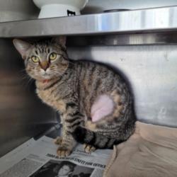 Shelter Stray Female Cat last seen , West Valley Animal Shelter, 20655 Plummer St, Chatsworth, CA 91311, USA