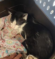 Shelter Stray Male Cat last seen , West Valley Animal Shelter, 20655 Plummer St, Chatsworth, CA 91311, USA