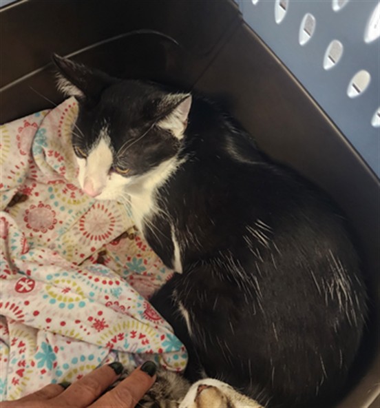 Shelter Stray Male Cat last seen , West Valley Animal Shelter, 20655 Plummer St, Chatsworth, CA 91311, USA