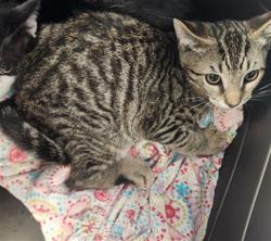 Shelter Stray Male Cat last seen , West Valley Animal Shelter, 20655 Plummer St, Chatsworth, CA 91311, USA
