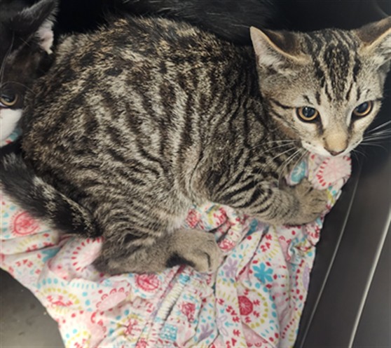 Shelter Stray Male Cat last seen , West Valley Animal Shelter, 20655 Plummer St, Chatsworth, CA 91311, USA