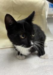 Shelter Stray Male Cat last seen , West Valley Animal Shelter, 20655 Plummer St, Chatsworth, CA 91311, USA