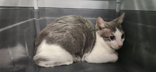 Shelter Stray Male Cat last seen , West Valley Animal Shelter, 20655 Plummer St, Chatsworth, CA 91311, USA