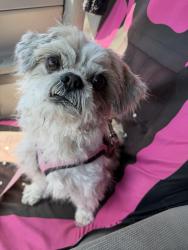 Found/Stray Male Dog last seen J8 and 25 th street Lancaster, CA, Lancaster, CA 93535