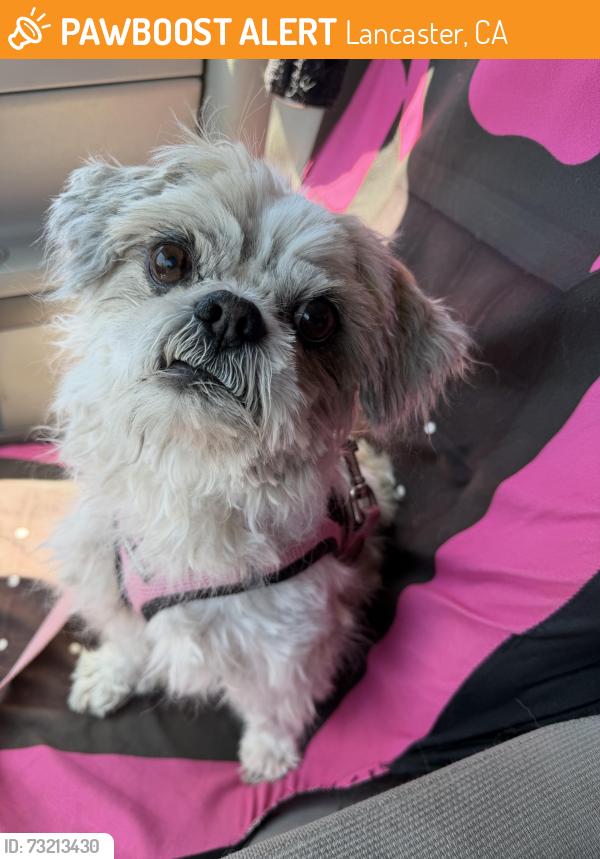 Found/Stray Male Dog last seen J8 and 25 th street Lancaster, CA, Lancaster, CA 93535