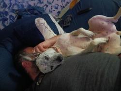 Reunited Female Dog last seen Near, Paulding County, GA 30132