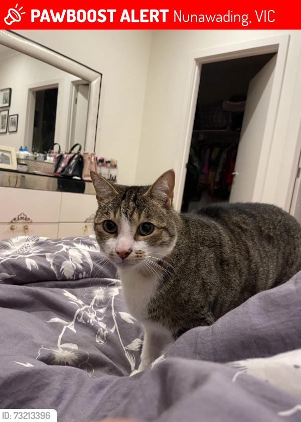 Lost Male Cat last seen Near Mardion Drive Nunawading, Nunawading, VIC 3131