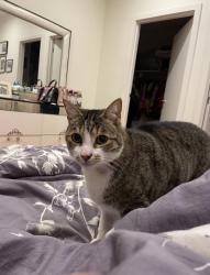 Lost Male Cat last seen Near Mardion Drive Nunawading, Nunawading, VIC 3131