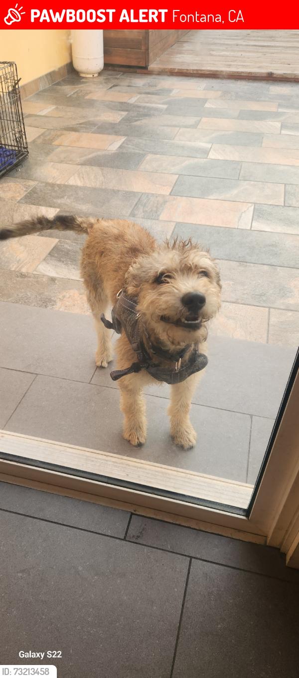 Lost Male Dog last seen Upland ave Fontana California, Fontana, CA 92335