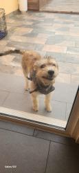 Lost Male Dog last seen Upland ave Fontana California, Fontana, CA 92335