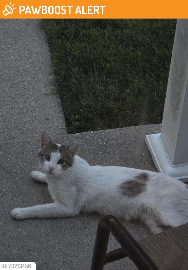 Found/Stray Unknown Cat last seen Union Lake and Lake Meadow, Harrison Township, MI 48045
