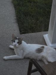 Found/Stray Unknown Cat last seen Union Lake and Lake Meadow, Harrison Township, MI 48045