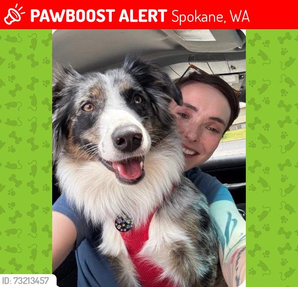 Lost Female Dog last seen Near N. Skyline Drive, Spokane, WA 99208
