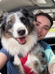 Lost Female Dog last seen Near N. Skyline Drive, Spokane, WA 99208