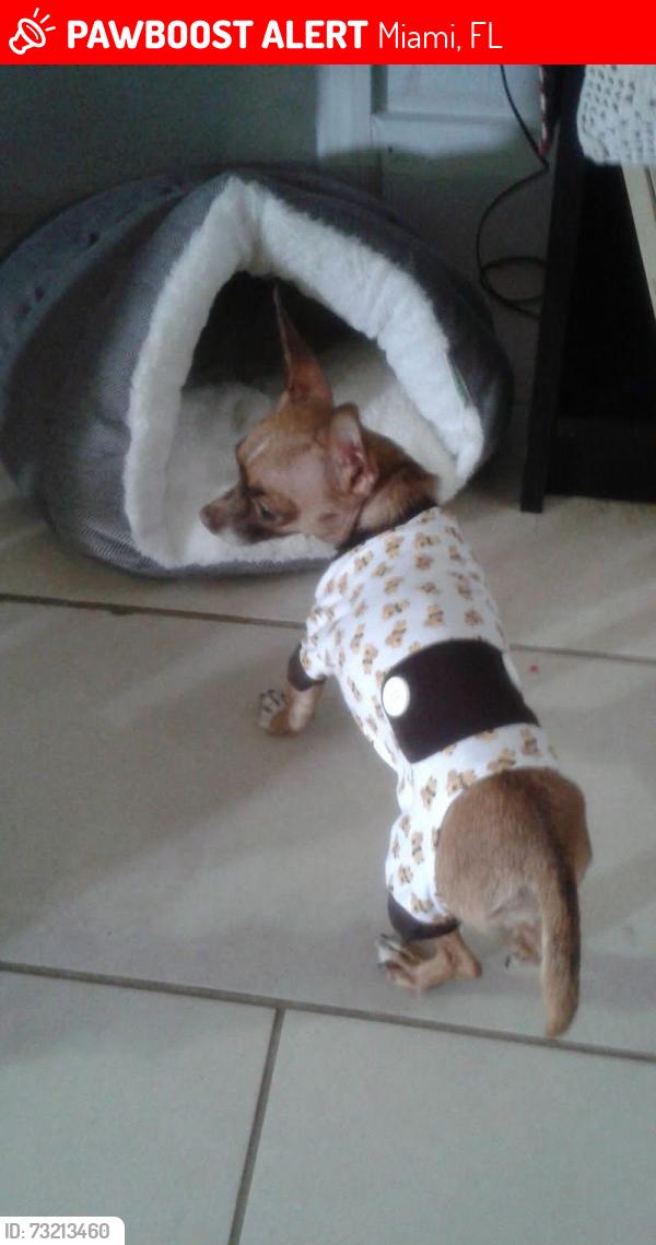 Lost Female Dog last seen Close to West Miami Middle School, Miami, FL 33155