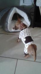 Lost Female Dog last seen Close to West Miami Middle School, Miami, FL 33155