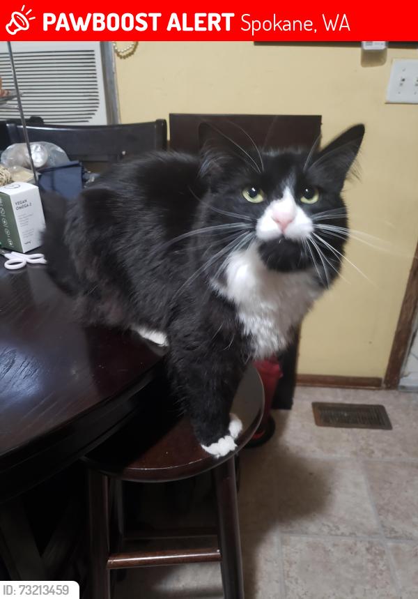 Lost Male Cat last seen Nevada St & Empire Ave, Spokane, WA 99207