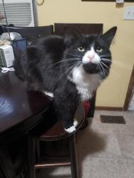 Lost Male Cat last seen Nevada St & Empire Ave, Spokane, WA 99207