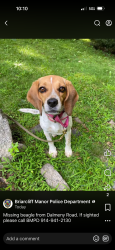 Reunited Female Dog last seen At hse, Briarcliff Manor, NY 10510
