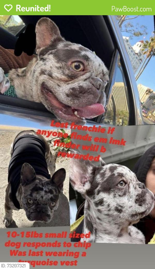 Reunited Male Dog last seen Near E 61st St, Los Angeles, CA 90001, USA, Los Angeles, CA 90001