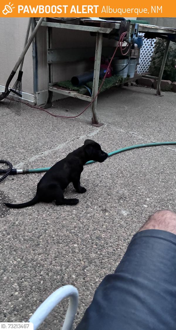 Found/Stray Male Dog last seen singing arrow community center park, Albuquerque, NM 87123