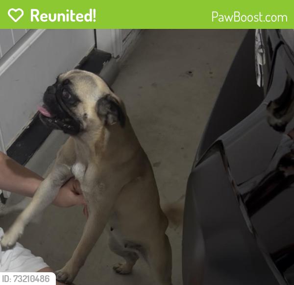 Reunited Female Dog last seen Airmen drive 78109, Converse, TX 78109