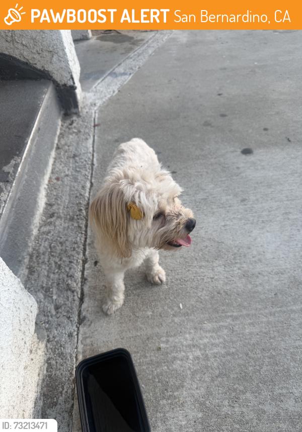 Found/Stray Female Dog last seen Sierra Way, San Bernardino, CA 92405