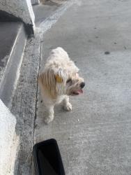 Found/Stray Female Dog last seen Sierra Way, San Bernardino, CA 92405