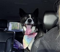 Reunited Female Dog last seen W Motor Ave, Port Angeles, WA 98362, USA, Port Angeles, WA 98362