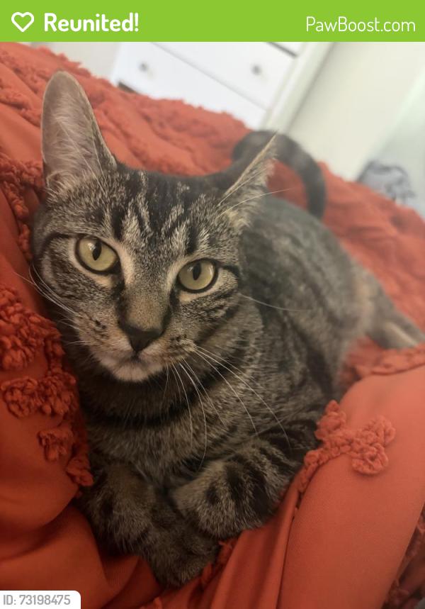 Reunited Female Cat last seen Near Blaine Ave, Buffalo, NY 14208, USA, Buffalo, NY 14208