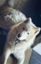 Reunited Male Dog last seen Brookhurst st, Garden Grove, CA 92843