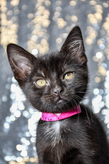 Shelter Stray Female Cat last seen Near block of W Oak Street, Union Gap, WA, 2405 W Birchfield Rd, Yakima, WA 98901, USA