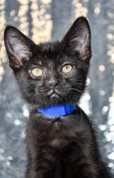 Shelter Stray Male Cat last seen Near block of W Oak Street, Union Gap, WA, 2405 W Birchfield Rd, Yakima, WA 98901, USA