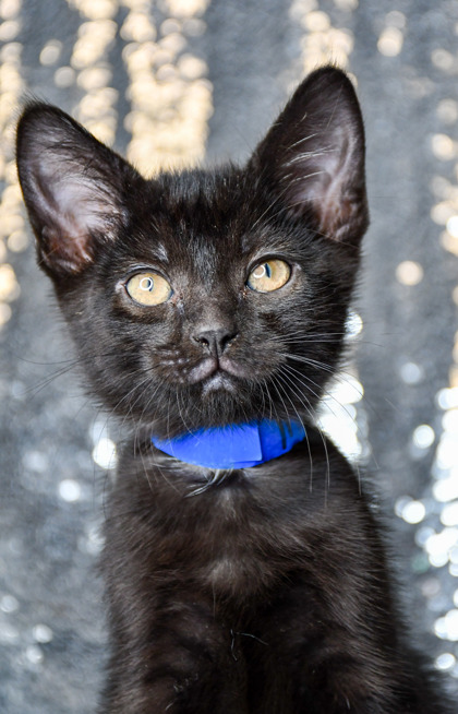 Shelter Stray Male Cat last seen Near block of W Oak Street, Union Gap, WA, 2405 W Birchfield Rd, Yakima, WA 98901, USA