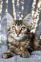Shelter Stray Female Cat last seen Alley behind A&A mini mart, City of Yakima, WA, 2405 W Birchfield Rd, Yakima, WA 98901, USA