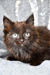 Shelter Stray Male Cat last seen Near State Route 821, City of Yakima, WA, 2405 W Birchfield Rd, Yakima, WA 98901, USA