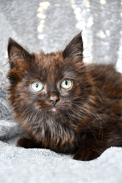 Shelter Stray Male Cat last seen Near State Route 821, City of Yakima, WA, 2405 W Birchfield Rd, Yakima, WA 98901, USA