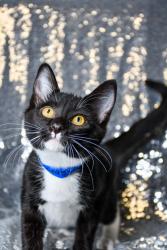 Shelter Stray Male Cat last seen 80th and Nob Hill, City of Yakima, WA, 2405 W Birchfield Rd, Yakima, WA 98901, USA