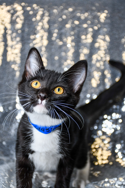 Shelter Stray Male Cat last seen 80th and Nob Hill, City of Yakima, WA, 2405 W Birchfield Rd, Yakima, WA 98901, USA
