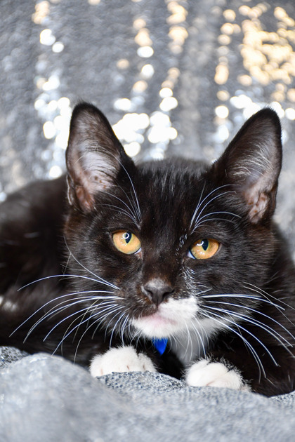 Shelter Stray Male Cat last seen 80th and Nob Hill, City of Yakima, WA, 2405 W Birchfield Rd, Yakima, WA 98901, USA