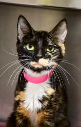 Shelter Stray Female Cat last seen Main st in Union Gap, Union Gap, WA, 2405 W Birchfield Rd, Yakima, WA 98901, USA