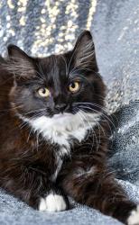 Shelter Stray Female Cat last seen Near Grange Rd, Yakima County, WA, 2405 W Birchfield Rd, Yakima, WA 98901, USA
