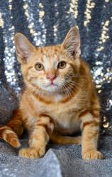 Shelter Stray Female Cat last seen Near Grange Rd, Yakima County, WA, 2405 W Birchfield Rd, Yakima, WA 98901, USA