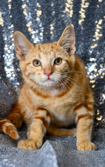 Shelter Stray Female Cat last seen Near Grange Rd, Yakima County, WA, 2405 W Birchfield Rd, Yakima, WA 98901, USA