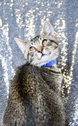Shelter Stray Male Cat last seen Near Grange Rd, Yakima County, WA, 2405 W Birchfield Rd, Yakima, WA 98901, USA