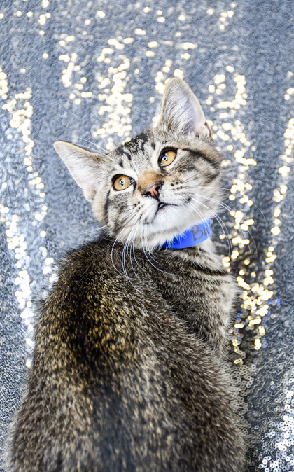Shelter Stray Male Cat last seen Near Grange Rd, Yakima County, WA, 2405 W Birchfield Rd, Yakima, WA 98901, USA