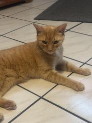 Reunited Male Cat last seen Near west Passyunk Ave, Philadelphia, PA 19145
