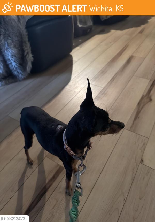Found/Stray Female Dog last seen Vantage View Circle and Tarabury, Wichita,Ks, Wichita, KS 67212