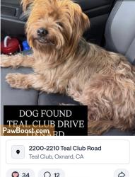Lost Female Dog last seen Oxnard, CA Teal Club Drive, Los Angeles, CA 91601